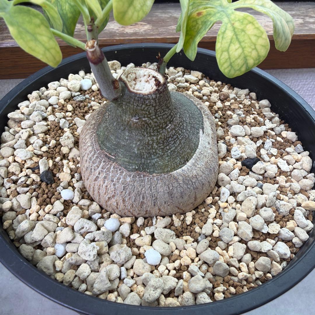 アデニア グラウカ 実生 Adenia glauca