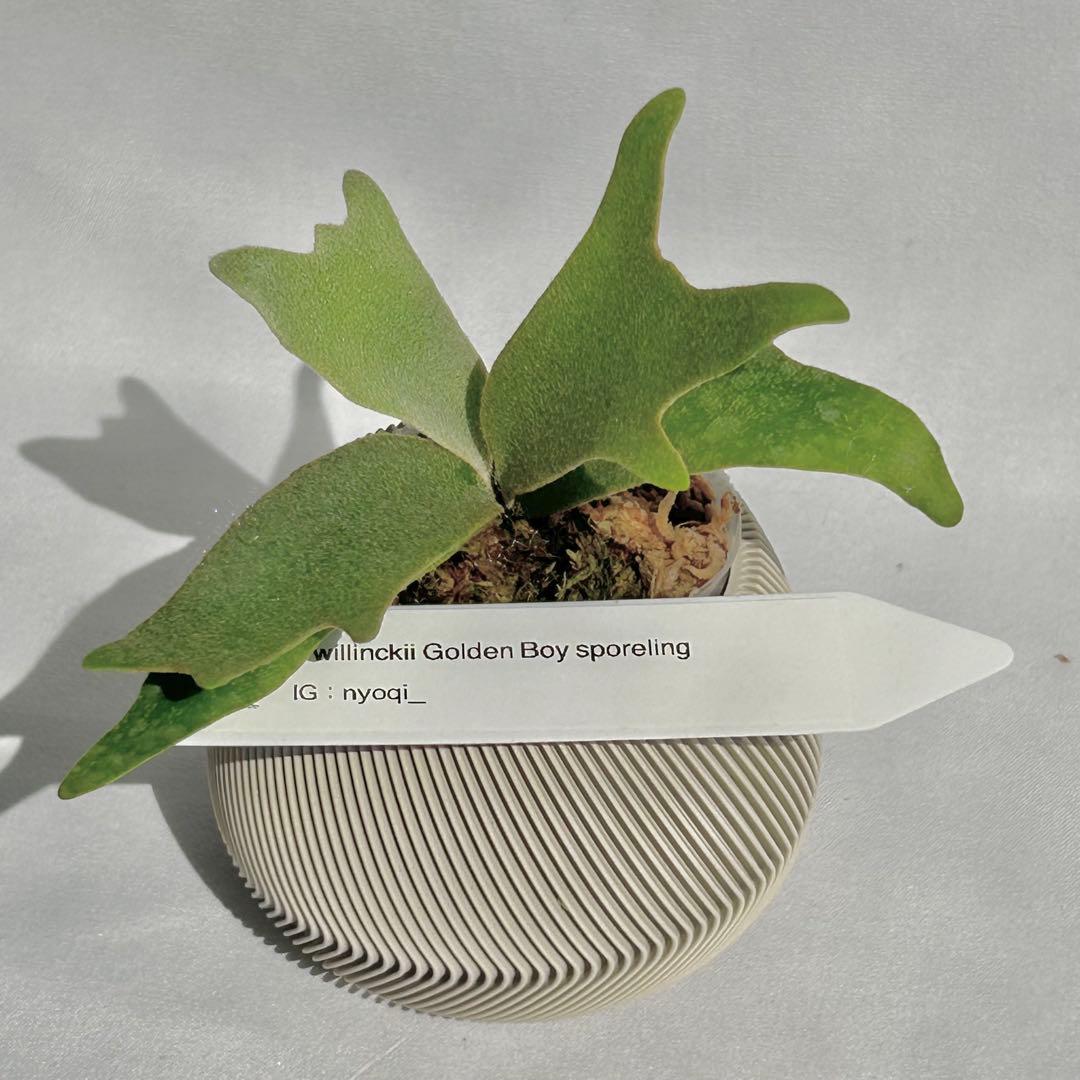 【第四種郵便】P. wilinckii Golden Boy spore【35】