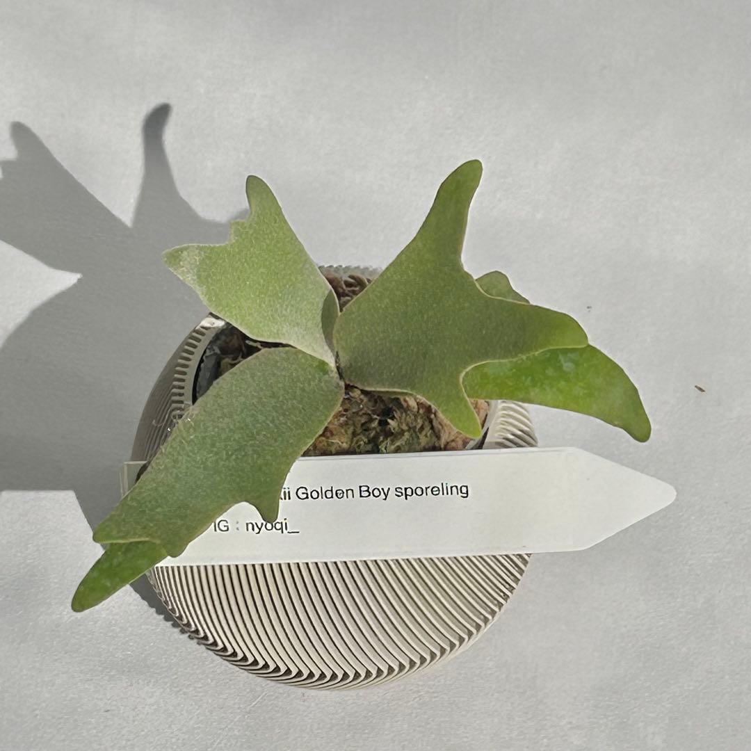 【第四種郵便】P. wilinckii Golden Boy spore【35】