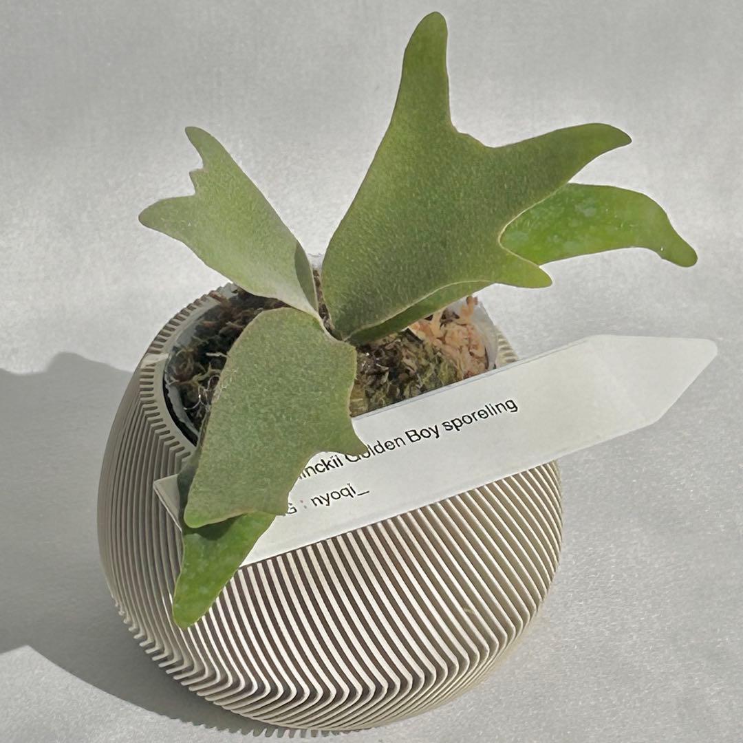 【第四種郵便】P. wilinckii Golden Boy spore【35】