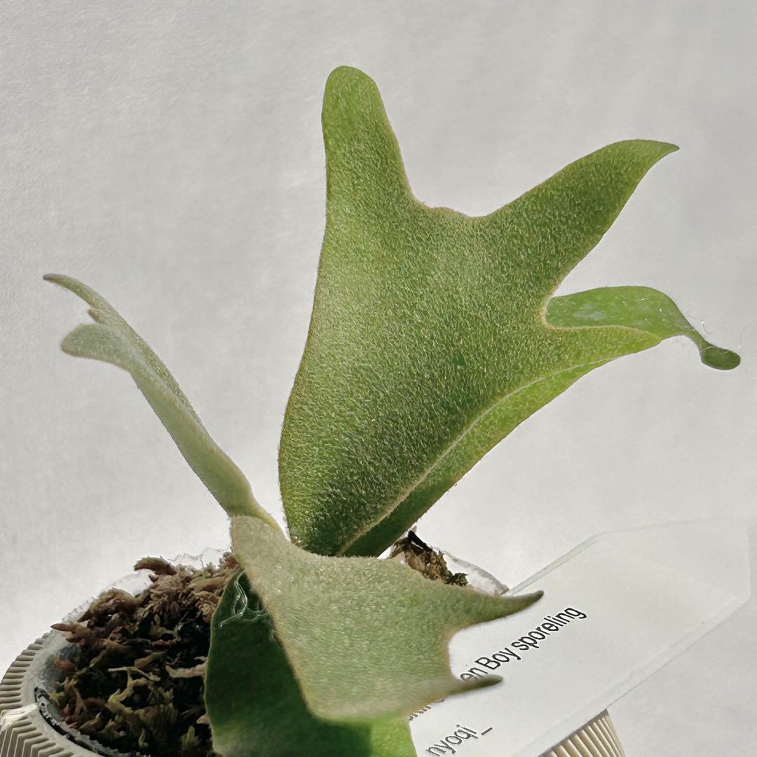 【第四種郵便】P. wilinckii Golden Boy spore【35】