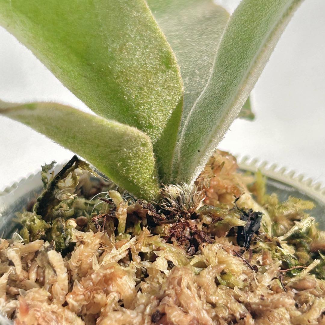 【第四種郵便】P. wilinckii Golden Boy spore【35】