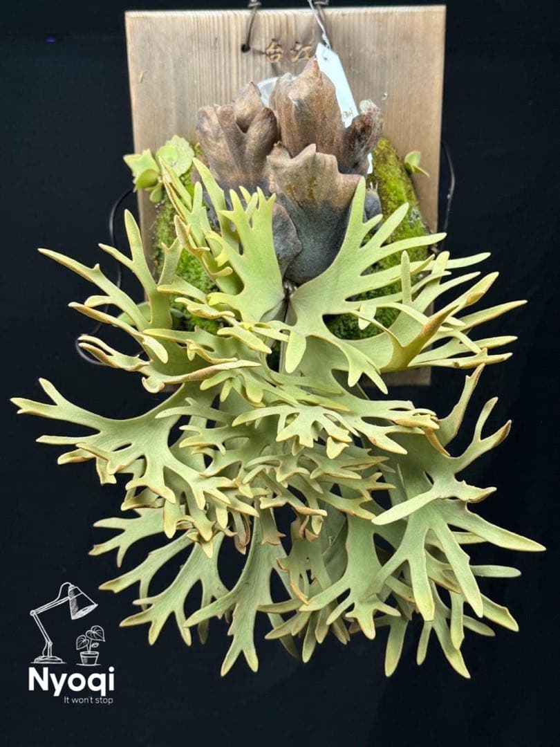 【第四種郵便】P. wilinckii Golden Boy spore【35】