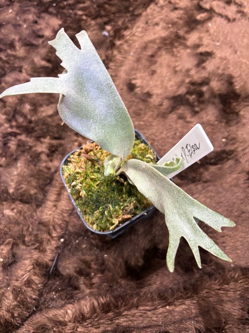 ふ*と様 P.willinckii calm×P.Elsa sporeling