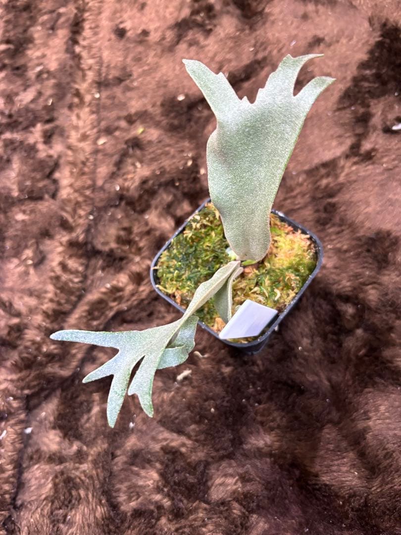 ふ*と様 P.willinckii calm×P.Elsa sporeling