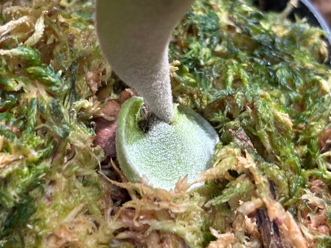 ふ*と様 P.willinckii calm×P.Elsa sporeling