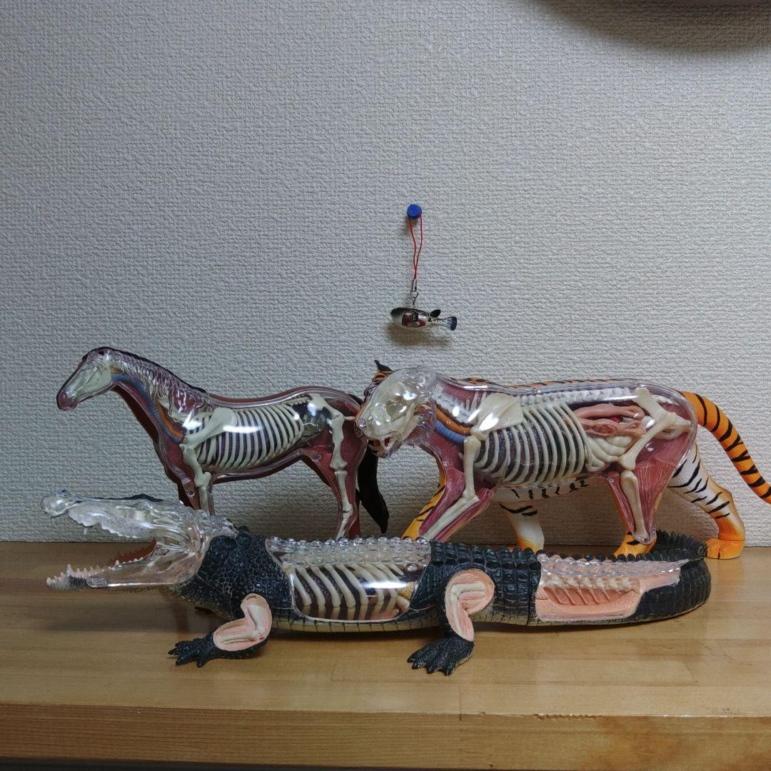 スケルトン 解剖 動物模型 ワニ トラ 馬　フグ 4 VISION剖　ハロウィン