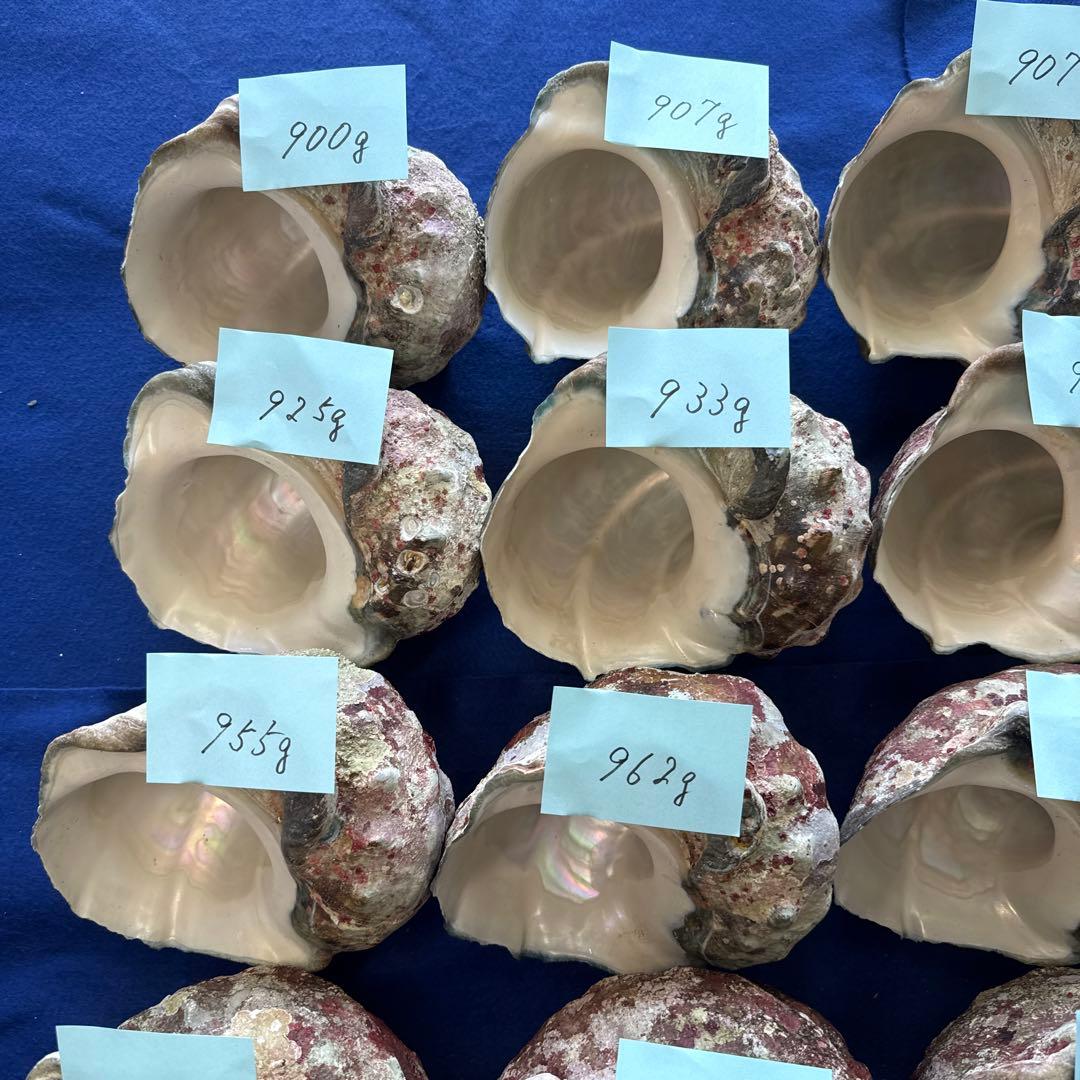 夜光貝　ヤコウ貝　まとめ売り　24個　23、3kg アクセサリー　ルアー