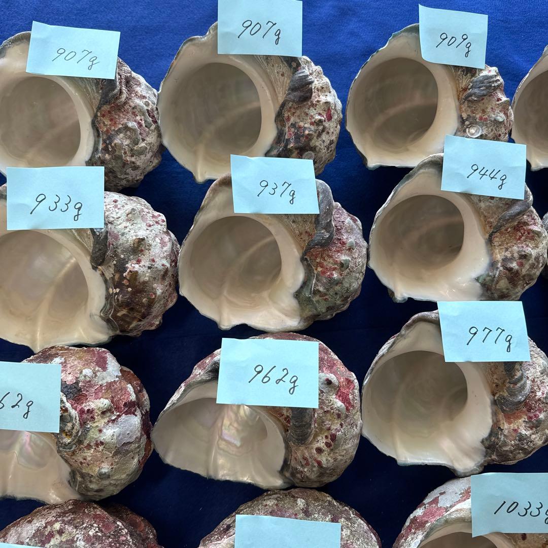 夜光貝　ヤコウ貝　まとめ売り　24個　23、3kg アクセサリー　ルアー