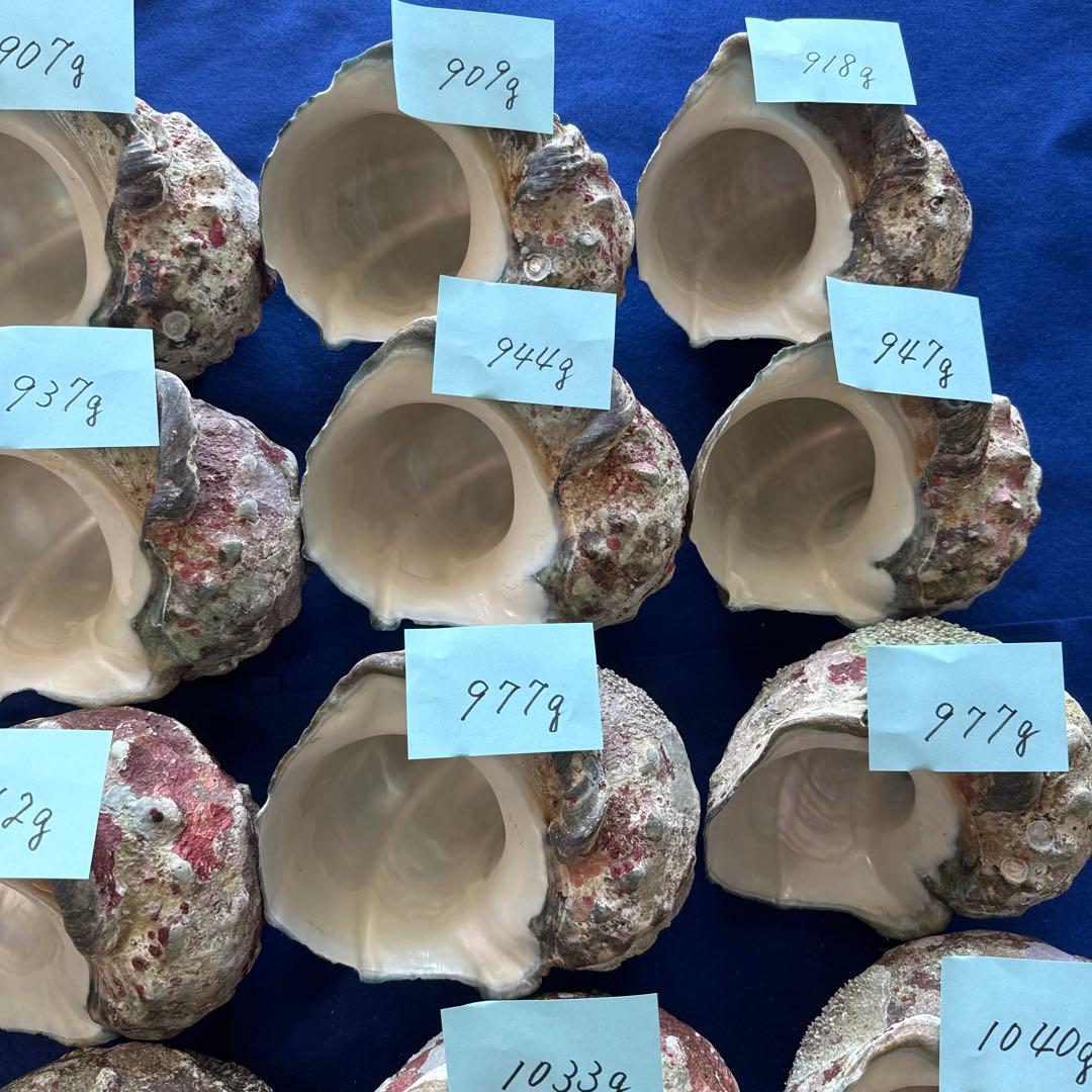 夜光貝　ヤコウ貝　まとめ売り　24個　23、3kg アクセサリー　ルアー