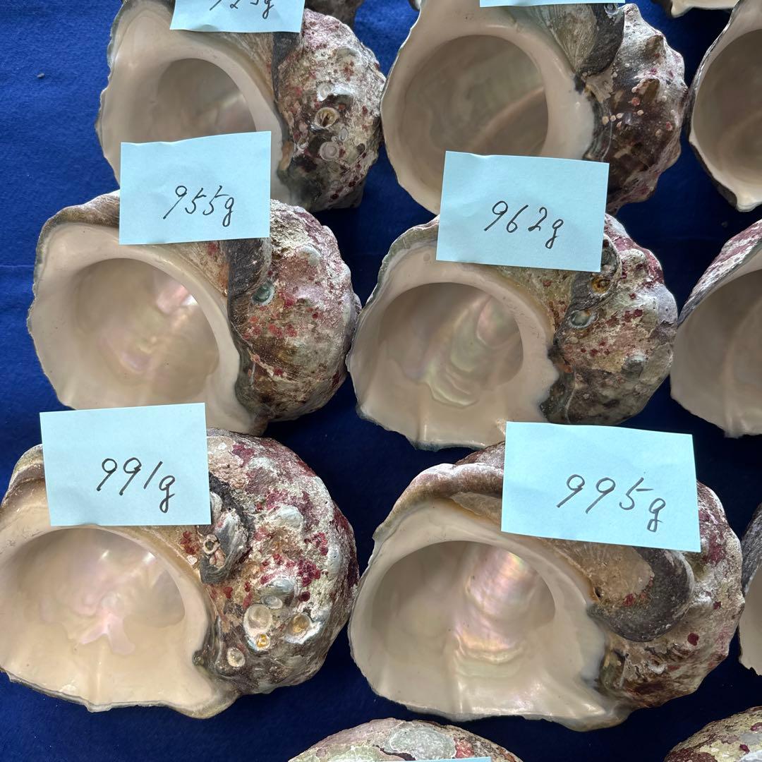 夜光貝　ヤコウ貝　まとめ売り　24個　23、3kg アクセサリー　ルアー