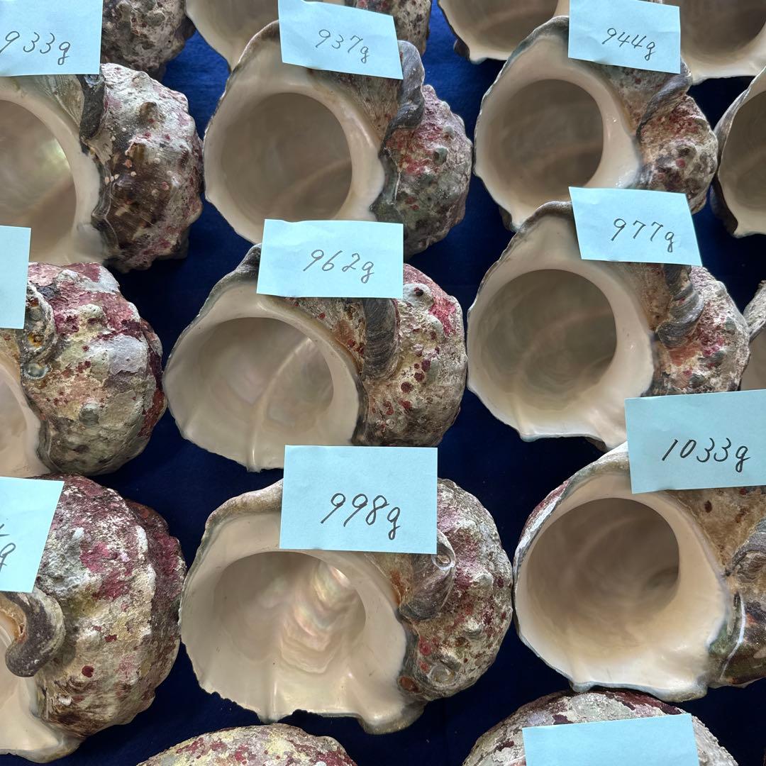 夜光貝　ヤコウ貝　まとめ売り　24個　23、3kg アクセサリー　ルアー