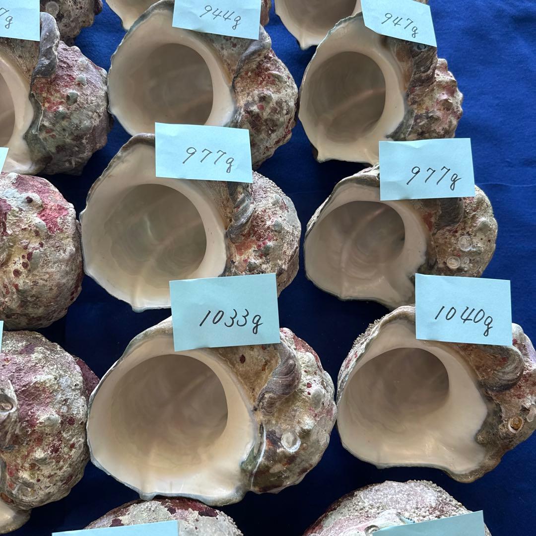 夜光貝　ヤコウ貝　まとめ売り　24個　23、3kg アクセサリー　ルアー