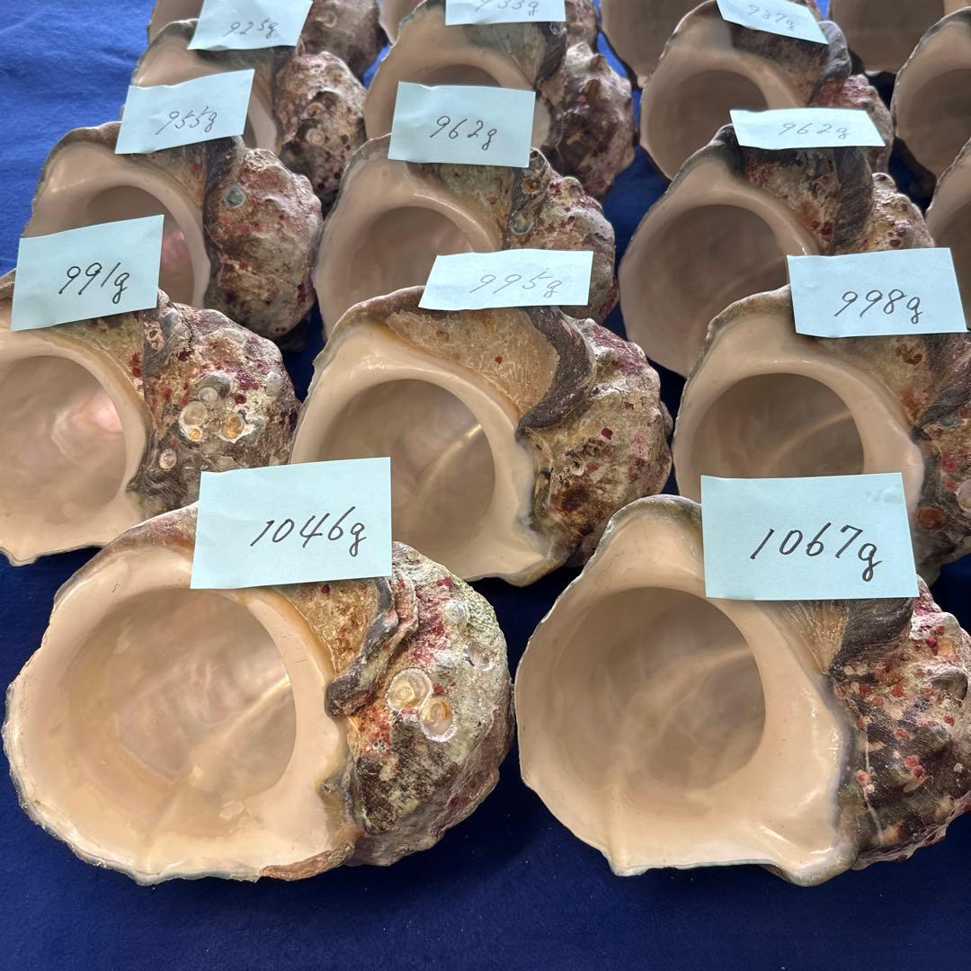 夜光貝　ヤコウ貝　まとめ売り　24個　23、3kg アクセサリー　ルアー