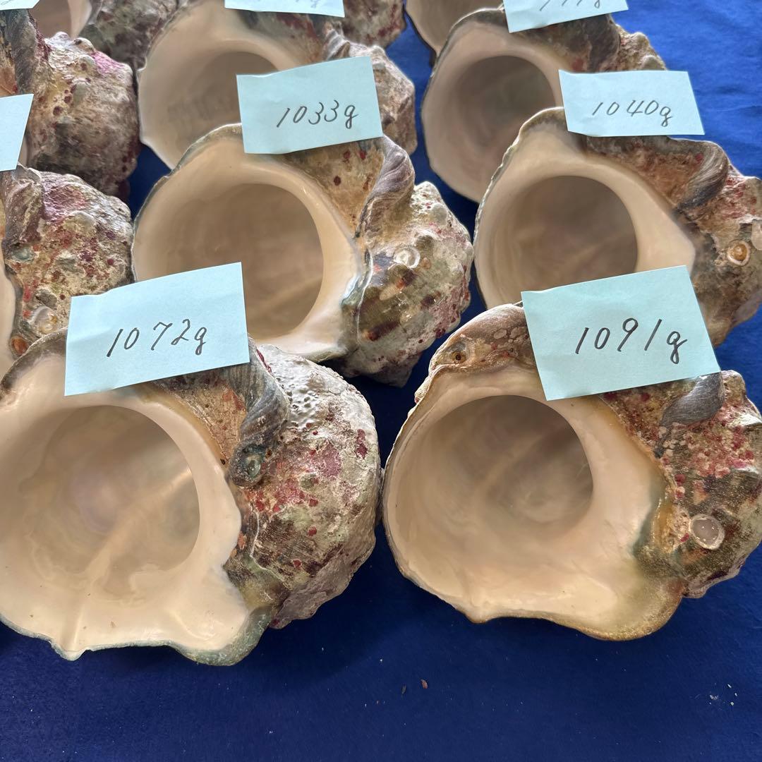 夜光貝　ヤコウ貝　まとめ売り　24個　23、3kg アクセサリー　ルアー