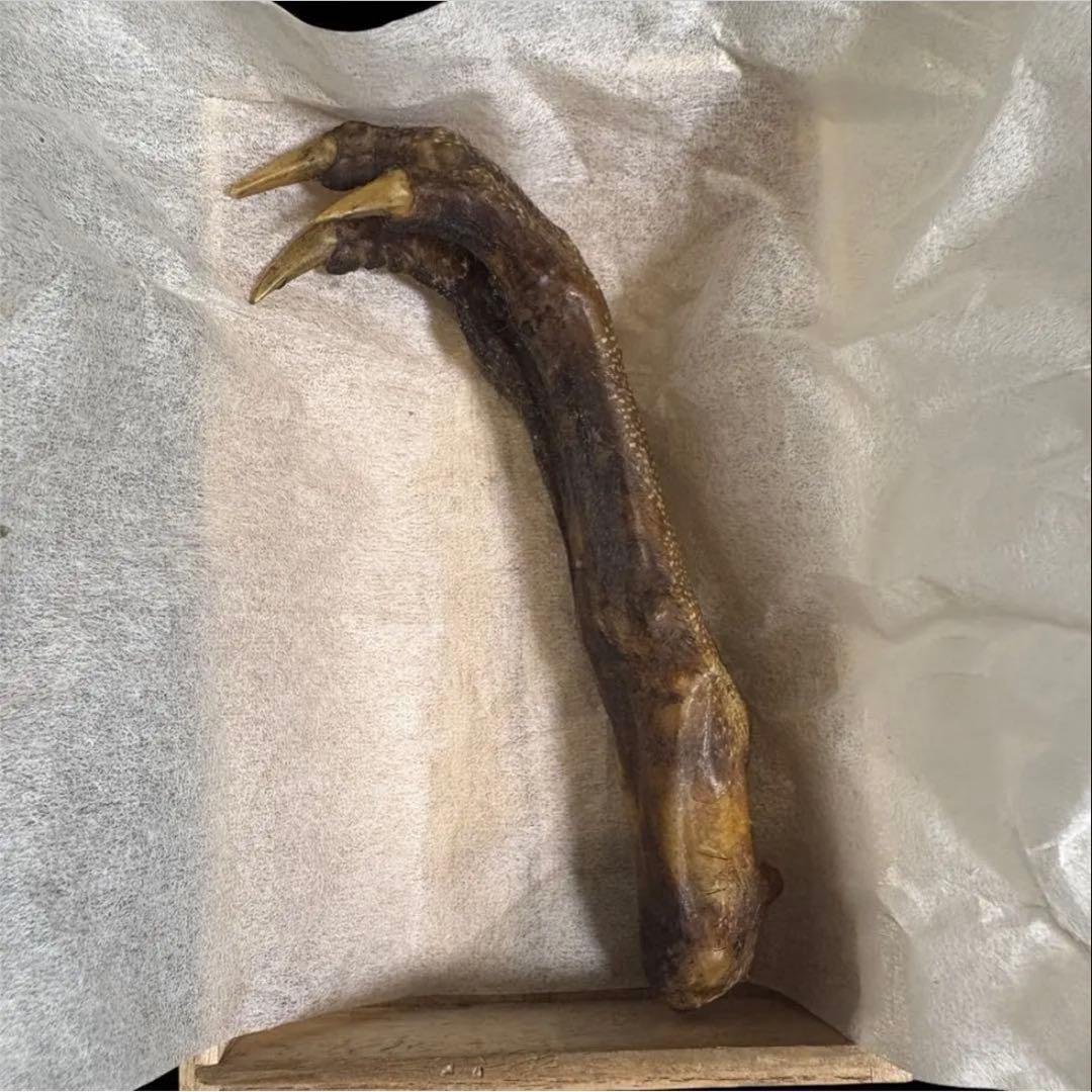 河童の手　ミイラ　曰く付き　金運　龍神　護符　心願成就　霊氣　考古学　呪物