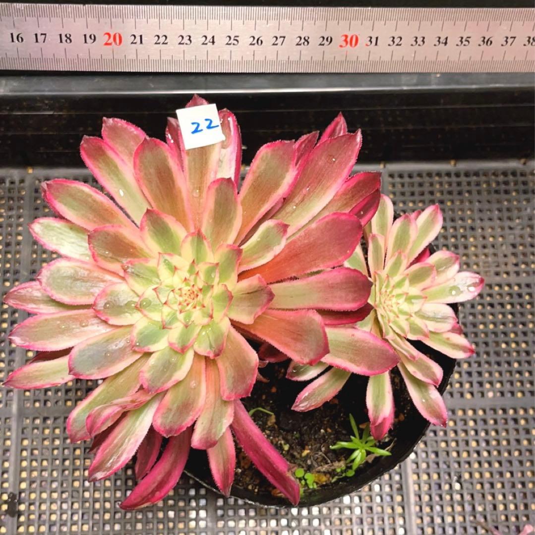 22#植物❤️アエオニウム錦❤️カルミン*エメラルド❤️2大頭3-4子芽21cm拔き苗