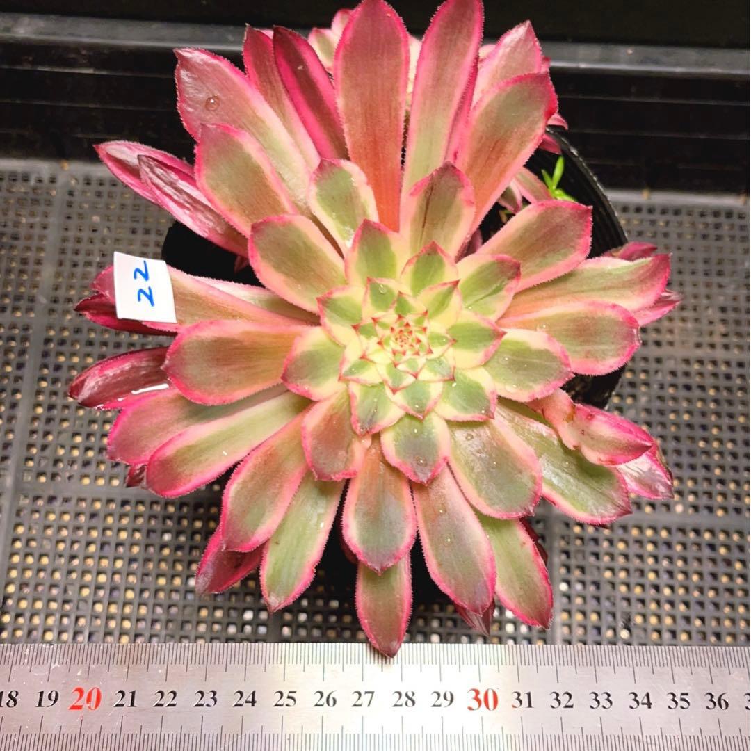 22#植物❤️アエオニウム錦❤️カルミン*エメラルド❤️2大頭3-4子芽21cm拔き苗