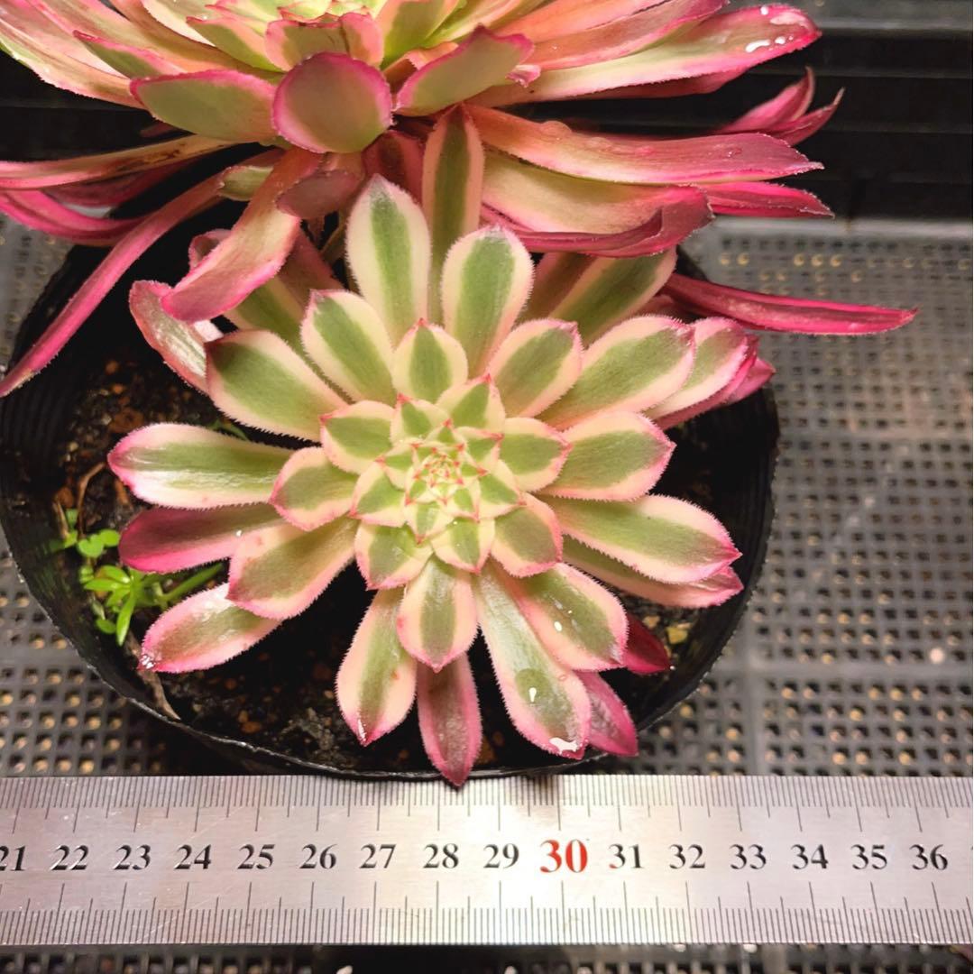 22#植物❤️アエオニウム錦❤️カルミン*エメラルド❤️2大頭3-4子芽21cm拔き苗