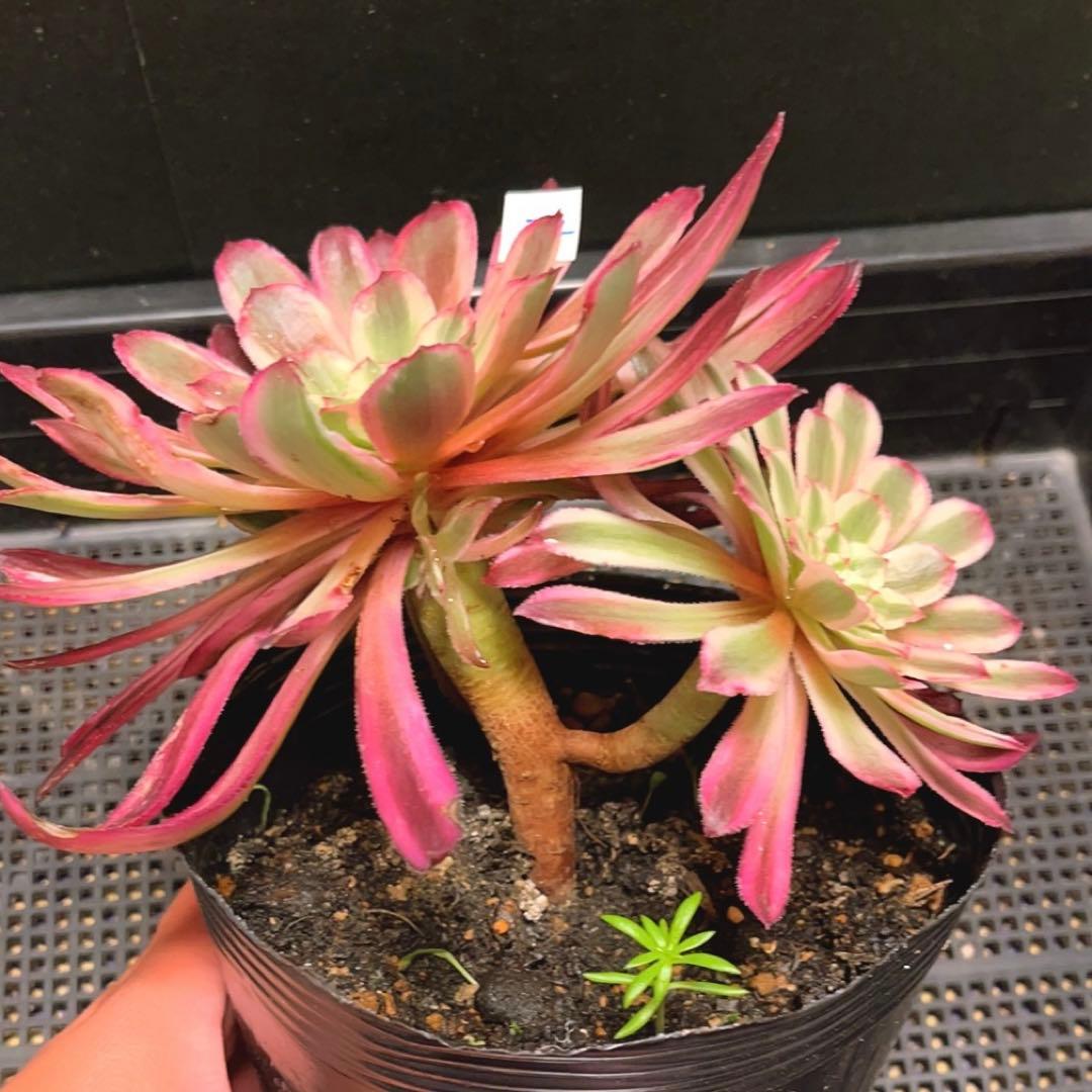 22#植物❤️アエオニウム錦❤️カルミン*エメラルド❤️2大頭3-4子芽21cm拔き苗