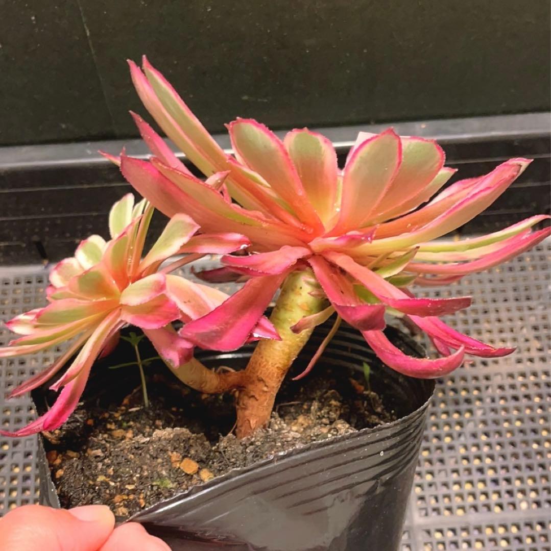 22#植物❤️アエオニウム錦❤️カルミン*エメラルド❤️2大頭3-4子芽21cm拔き苗
