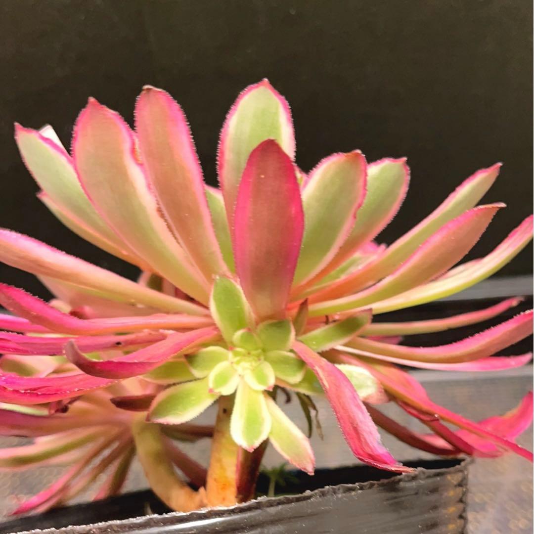 22#植物❤️アエオニウム錦❤️カルミン*エメラルド❤️2大頭3-4子芽21cm拔き苗