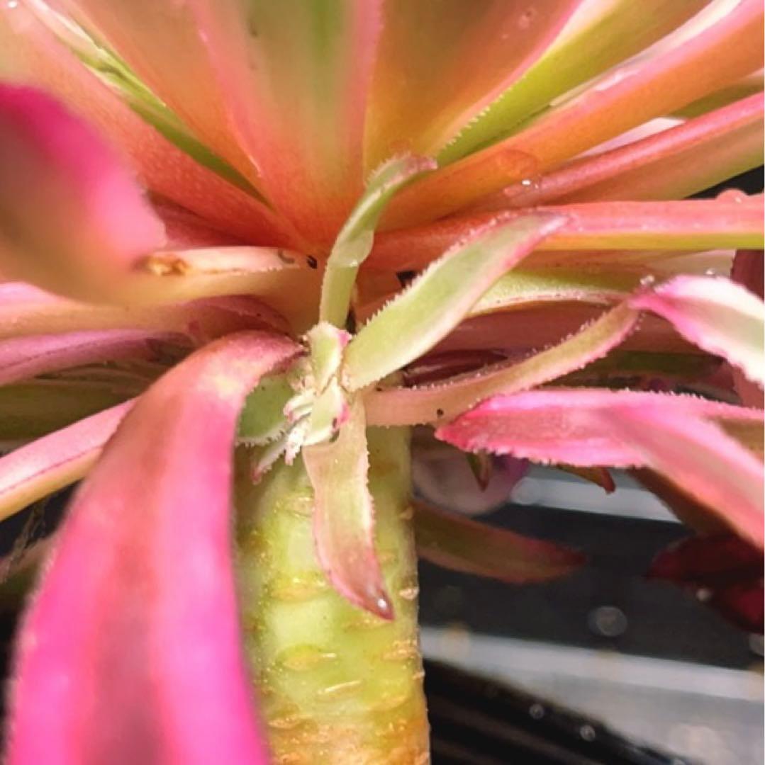 22#植物❤️アエオニウム錦❤️カルミン*エメラルド❤️2大頭3-4子芽21cm拔き苗