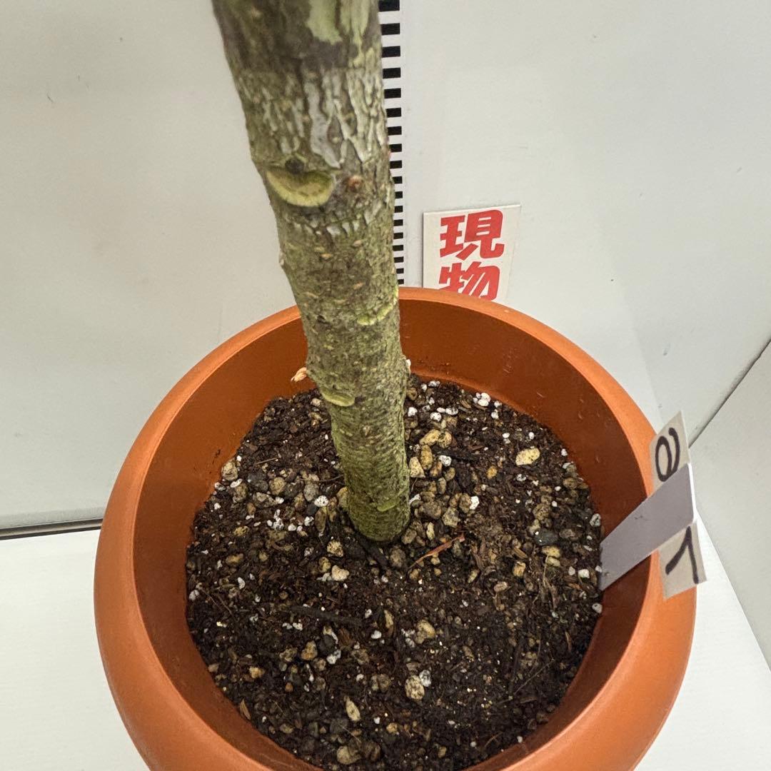 《ゴムの木》フィカス『エラスティカ　ルビー』７号(21cm)鉢　#736