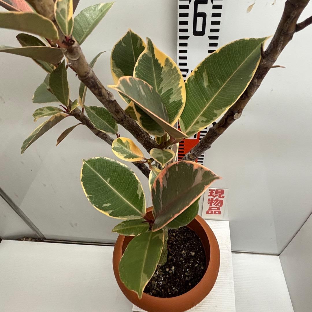《ゴムの木》フィカス『エラスティカ　ルビー』７号(21cm)鉢　#736
