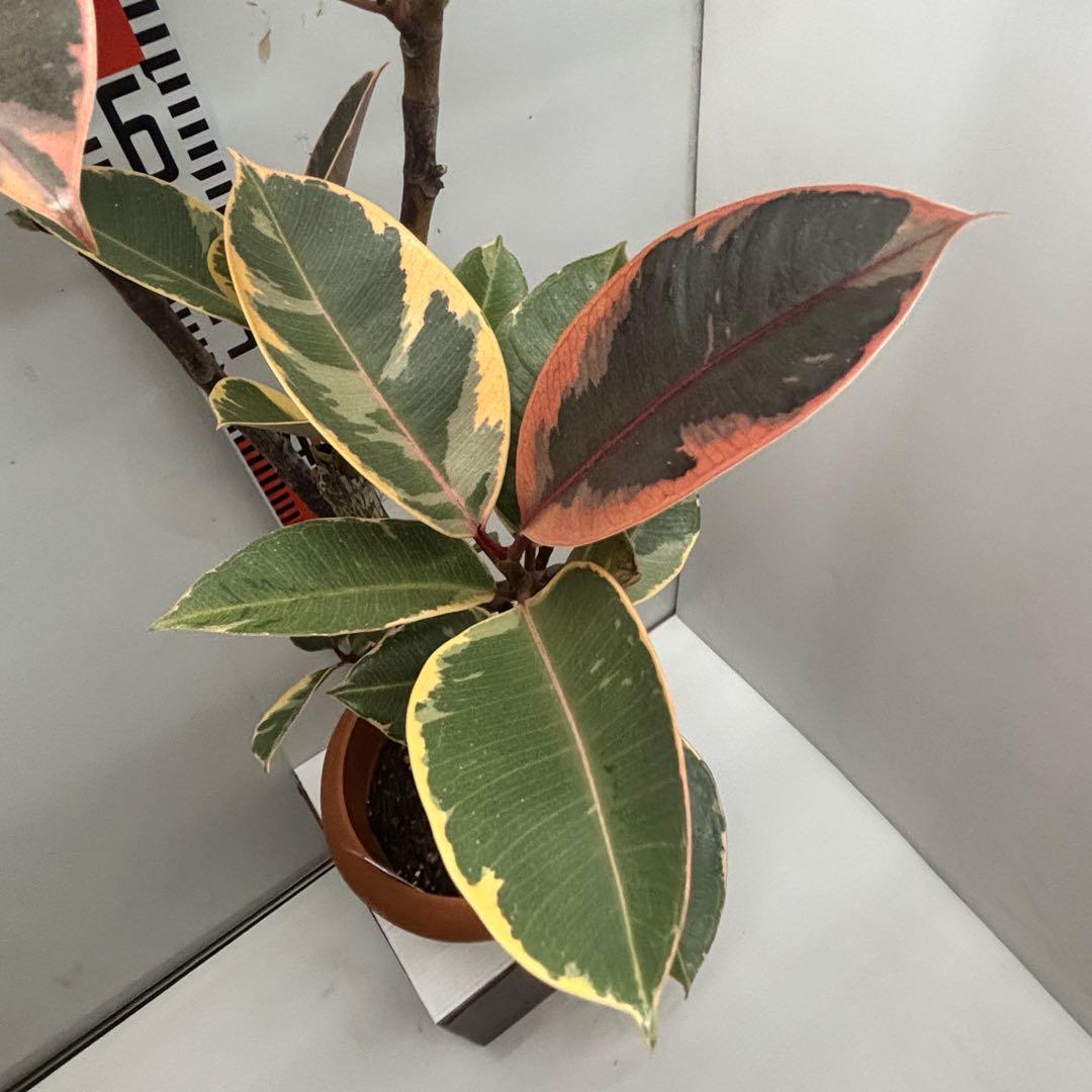 《ゴムの木》フィカス『エラスティカ　ルビー』７号(21cm)鉢　#736