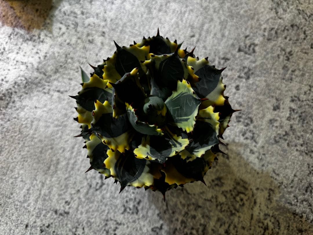 アガベ　王妃兜蟹錦　大株　約17cm 子株2つ付き