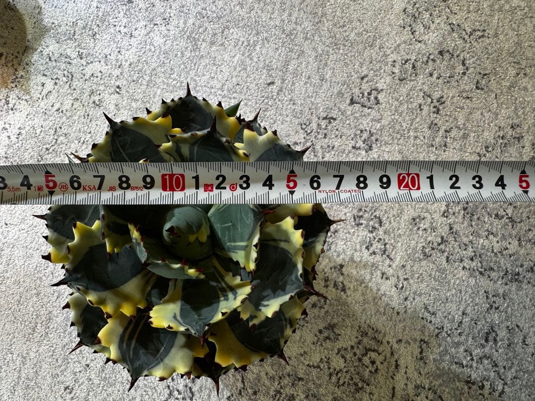 アガベ　王妃兜蟹錦　大株　約17cm 子株2つ付き