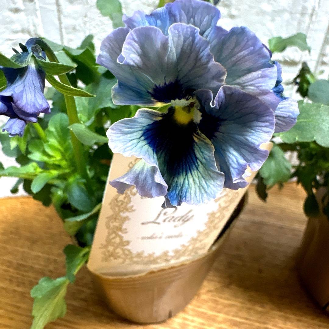 MIYABI レア♡モリモリレディ♡3号♡3個♡ポットごとメルカリ便B＆D