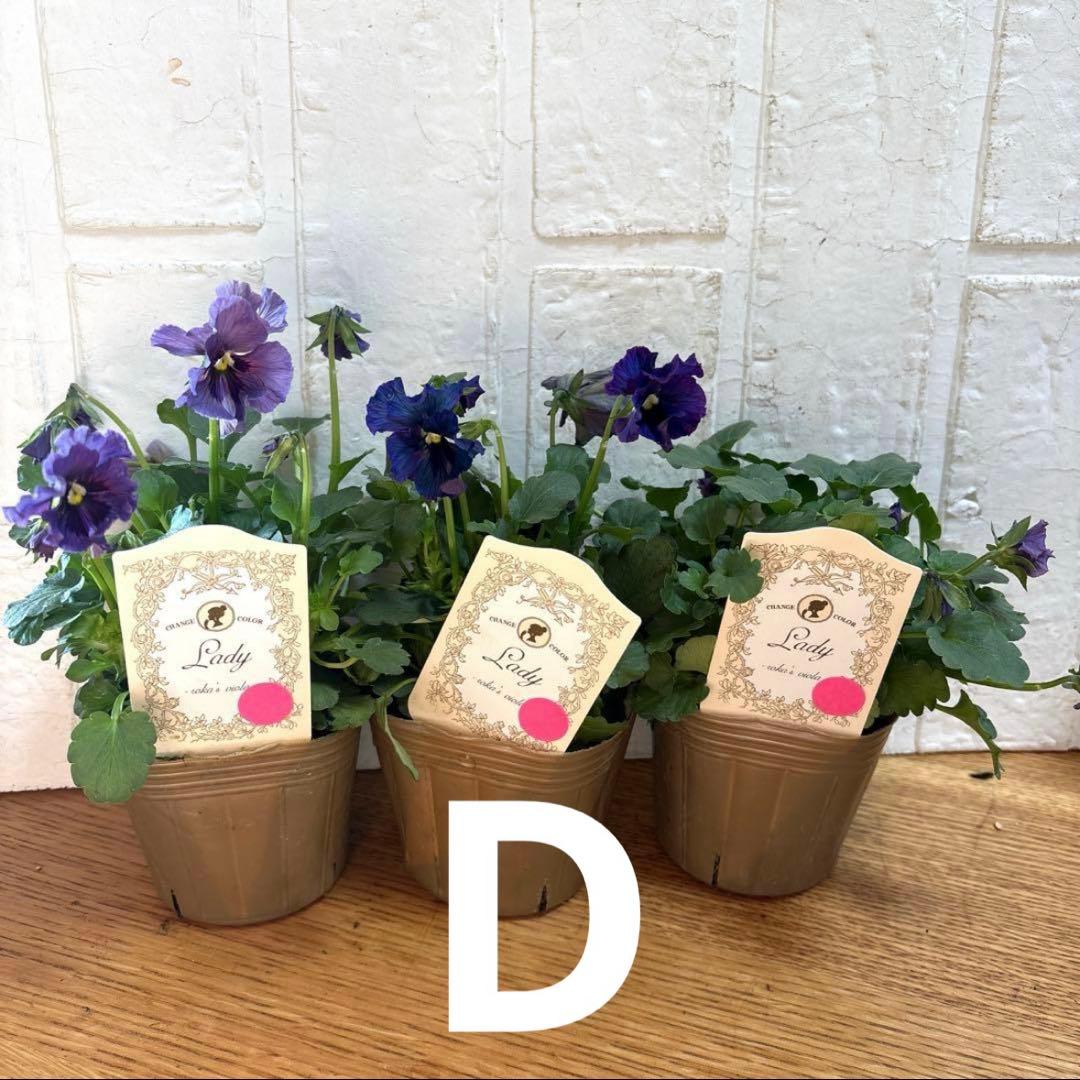 MIYABI レア♡モリモリレディ♡3号♡3個♡ポットごとメルカリ便B＆D