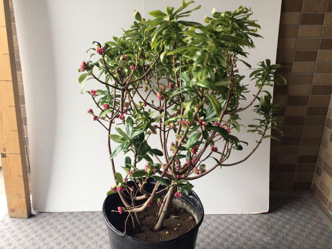 ④高さ約85㎝蕾たくさん大株仕立てのジンチョウゲ10号鉢