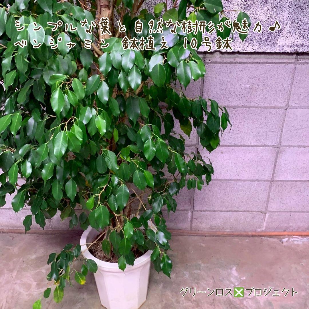 【B級品/大型観葉植物】シンプルな葉姿が魅力♪ベンジャミン鉢植え 10号鉢 大型