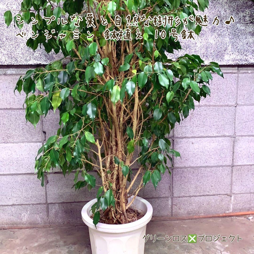 【B級品/大型観葉植物】シンプルな葉姿が魅力♪ベンジャミン鉢植え 10号鉢 大型