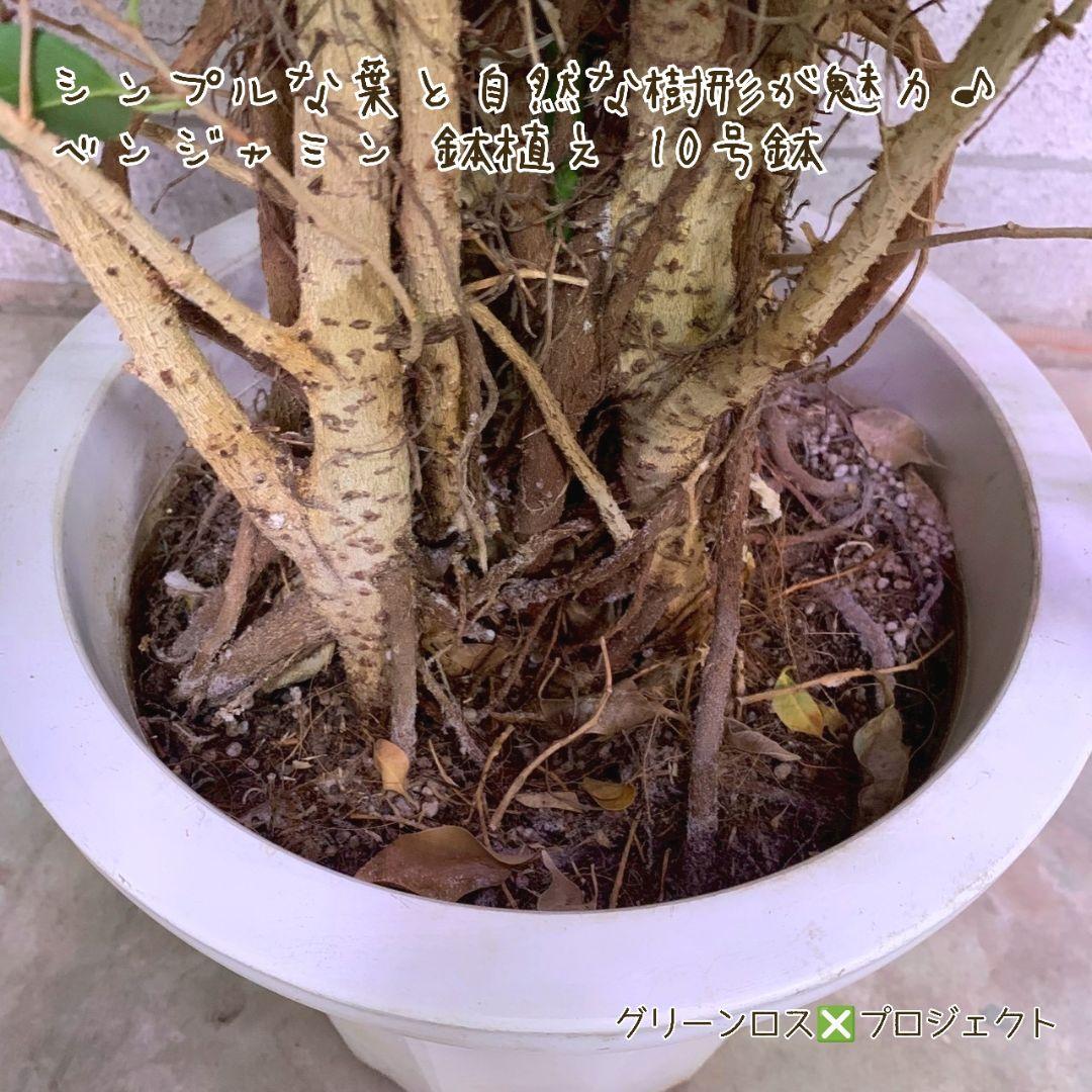 【B級品/大型観葉植物】シンプルな葉姿が魅力♪ベンジャミン鉢植え 10号鉢 大型
