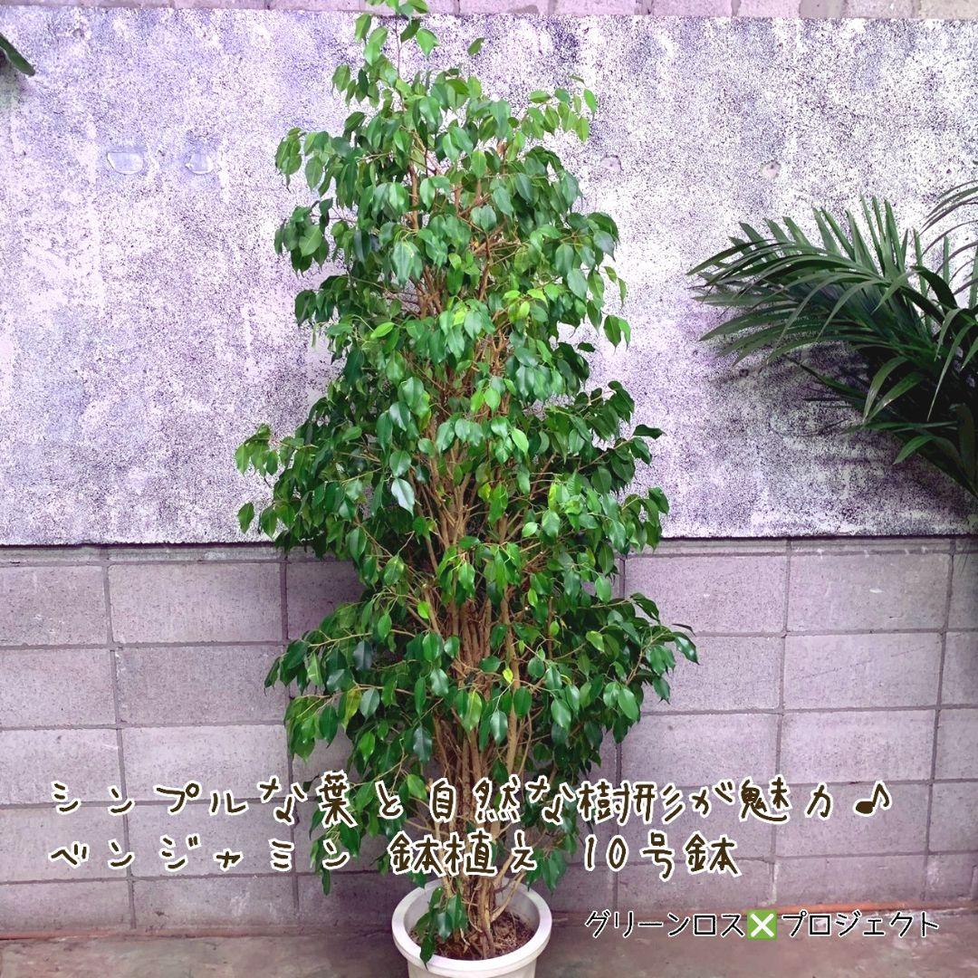 【B級品/大型観葉植物】シンプルな葉姿が魅力♪ベンジャミン鉢植え 10号鉢 大型