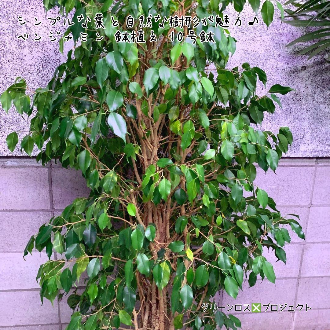 【B級品/大型観葉植物】シンプルな葉姿が魅力♪ベンジャミン鉢植え 10号鉢 大型