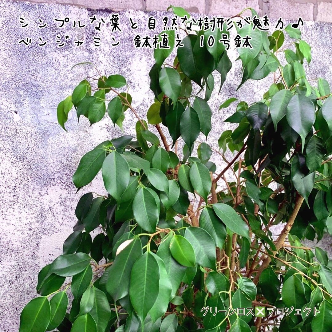 【B級品/大型観葉植物】シンプルな葉姿が魅力♪ベンジャミン鉢植え 10号鉢 大型