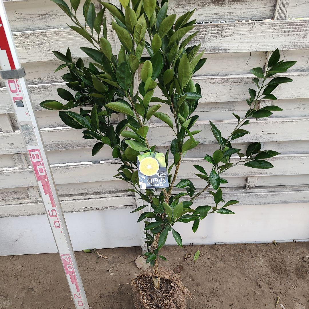 ゆら早生みかん 3年生 苗木
