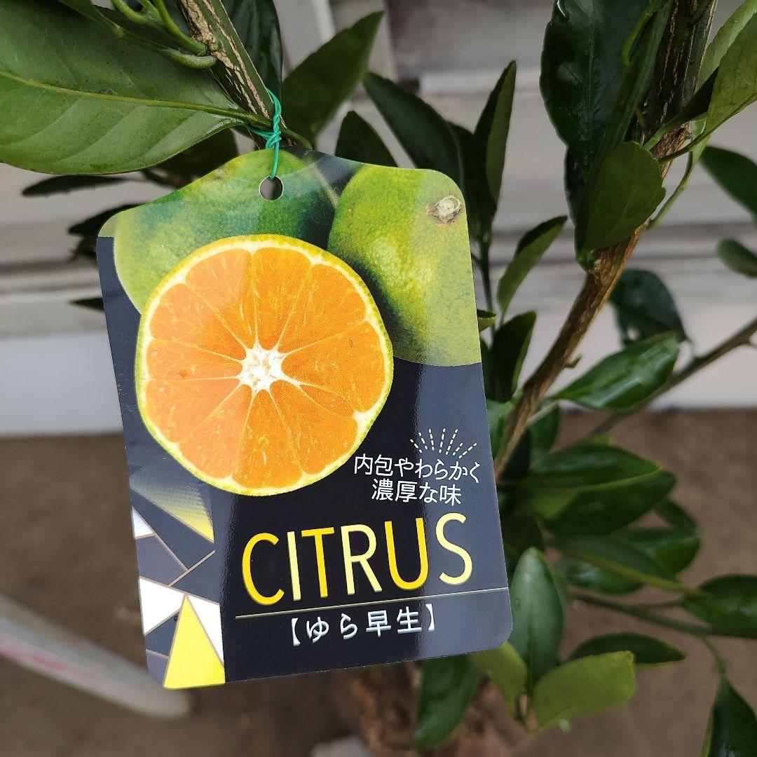 ゆら早生みかん 3年生 苗木