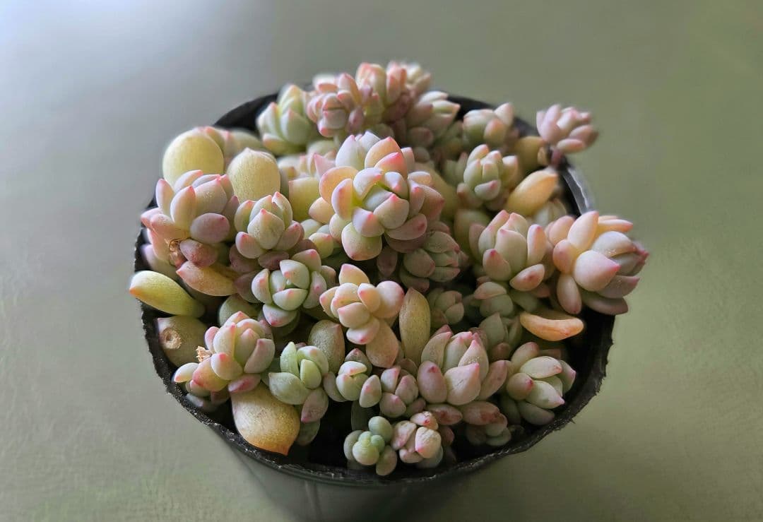 多肉植物♡ダーリーサンシャイン～ちび苗達～♡ポットごと発送のお値段^^③