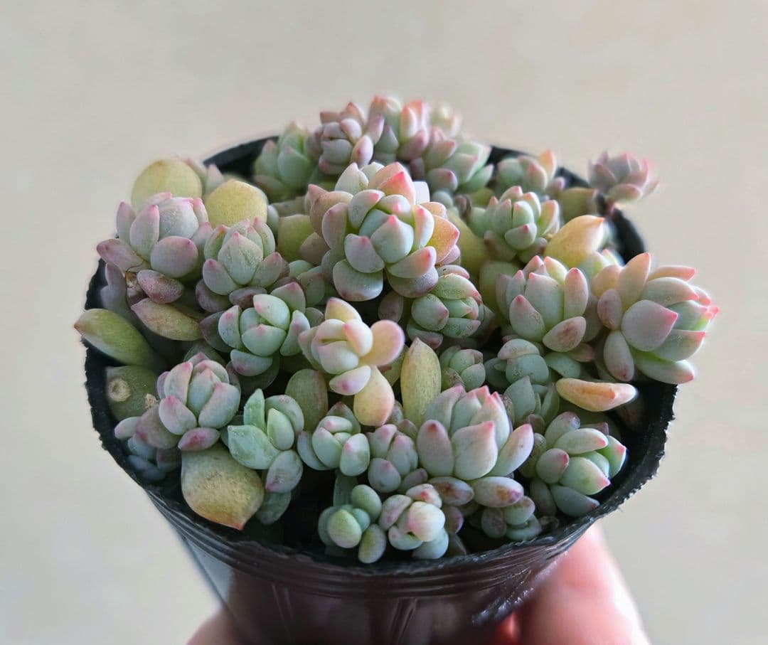 多肉植物♡ダーリーサンシャイン～ちび苗達～♡ポットごと発送のお値段^^③