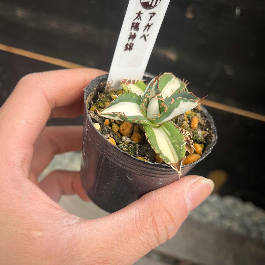 アガベ 太陽神錦斑入り抜き苗発送