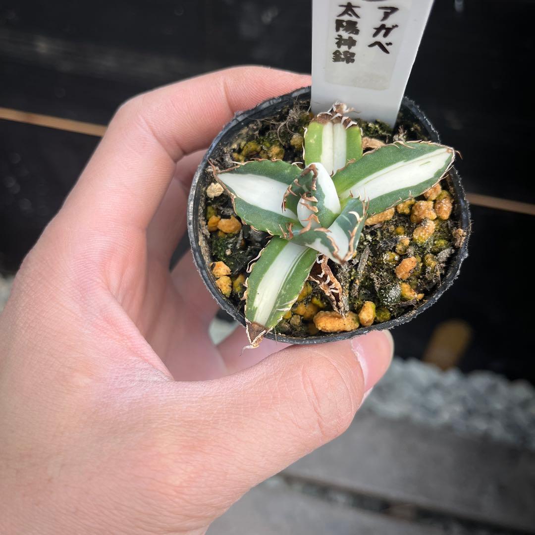 アガベ 太陽神錦斑入り抜き苗発送