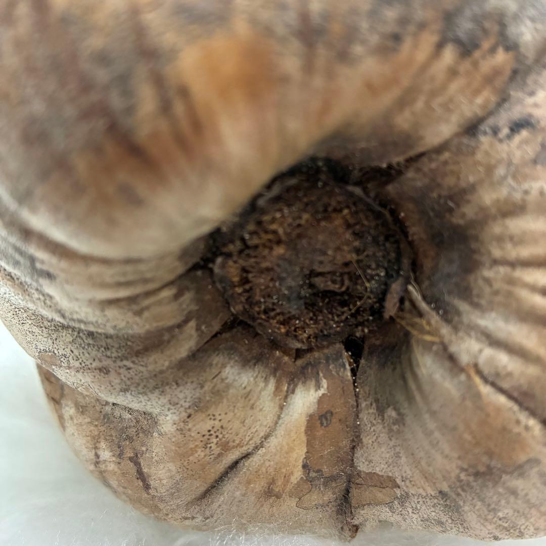 スピリチュアル　幸運のヤシの実　金運　子宝　健康運　開運　風水　入手困難