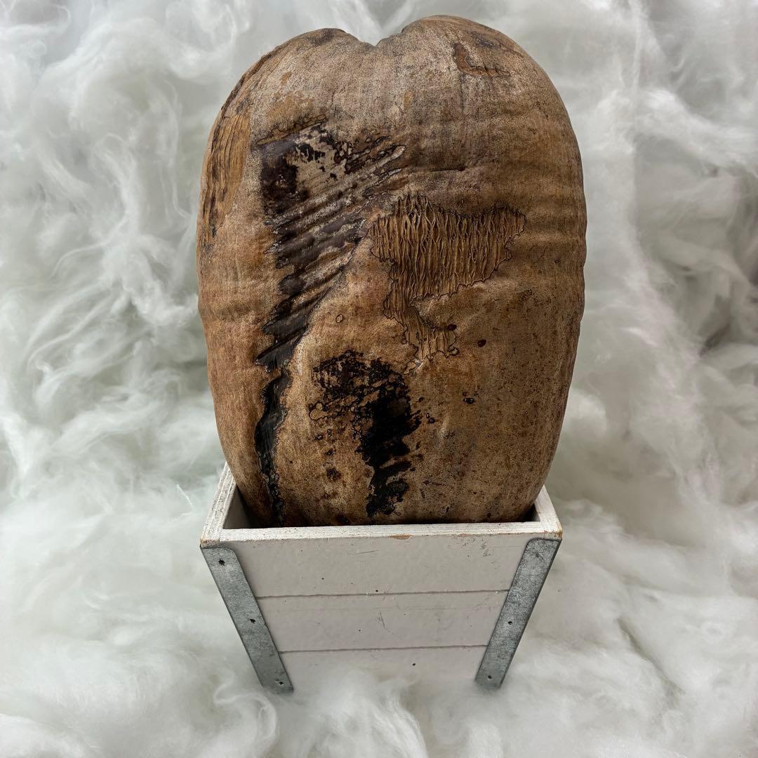 スピリチュアル　幸運のヤシの実　金運　子宝　健康運　開運　風水　入手困難