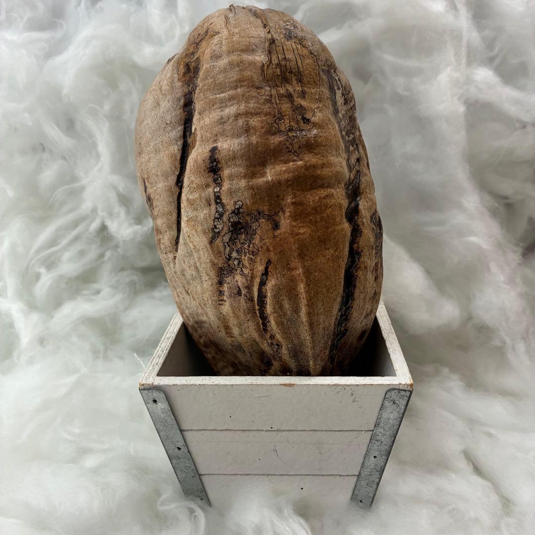 スピリチュアル　幸運のヤシの実　金運　子宝　健康運　開運　風水　入手困難